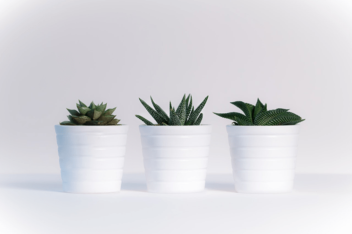 office plants