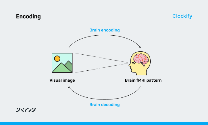 The brain encodes information