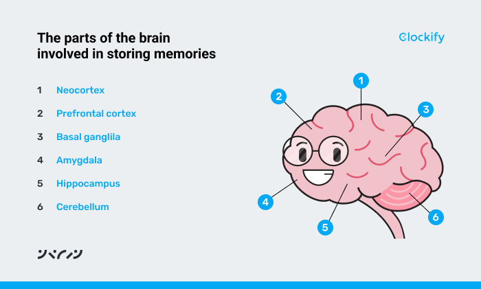 The parts of the brain involved in storing memories