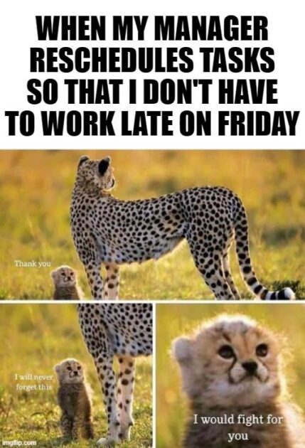 Cheetah Friday meme
